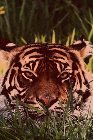 Морда тигра в траве обои