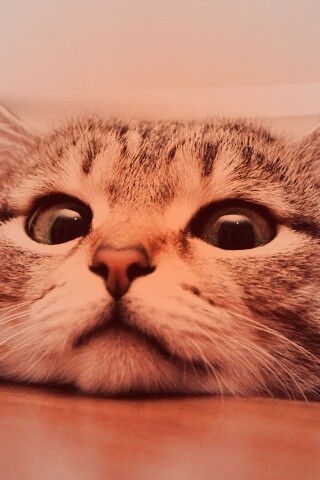 Любопытный котейка обои