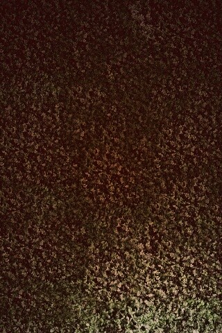 Травяной фон обои