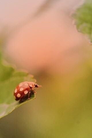 Божья коровка обои