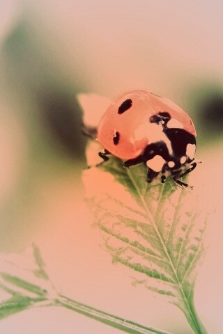 Божья коровка в макро обои