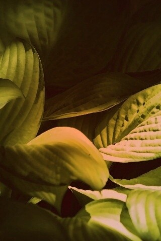 Хитросплетение зеленых листьев обои