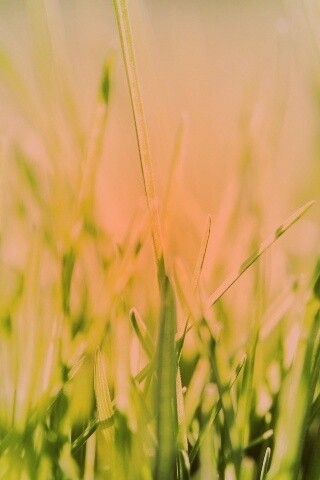 Ярко зеленая трава обои