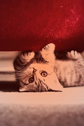 Умилльный котенок обои