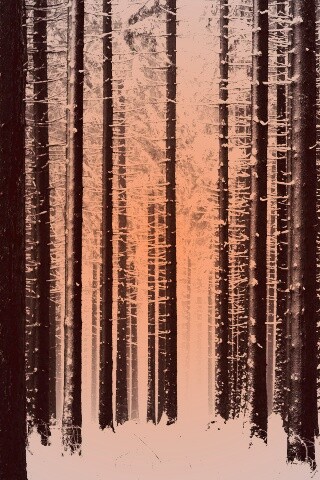 Зимний лес как штрихкод обои