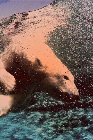 Нырнувший белый медведь обои