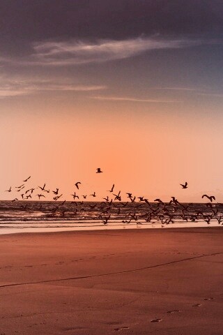 Стая птиц на пляже обои