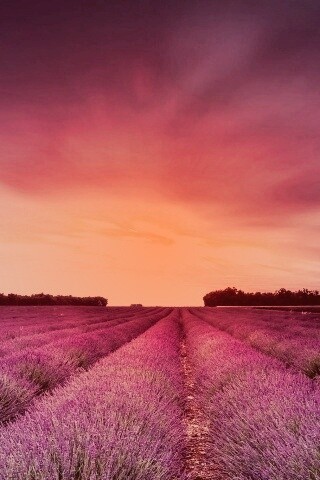 Поле фиолетовых цветов на закате обои