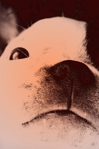 Бостонский терьер обои