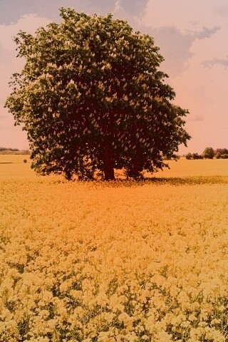 Каштан на цветочном поле обои