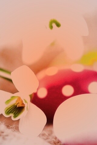 Белый цветок и яйца обои