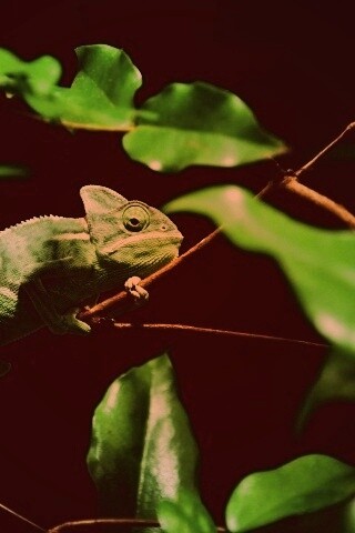 Хамелеон в листве обои