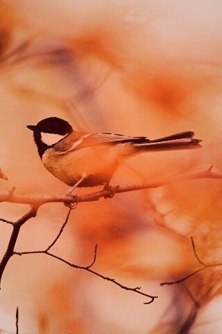Синичка в желтой листве обои