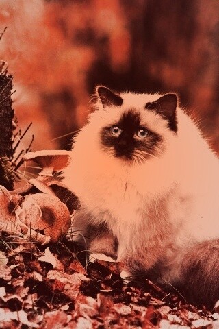 Пушистый кот среди пожелтевшей листвы обои