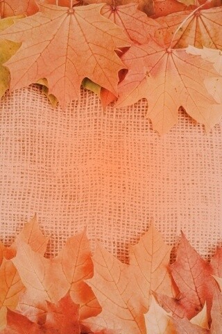 Желтые кленовые листья на холсте обои