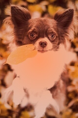 Собачка с листиком в зубах обои