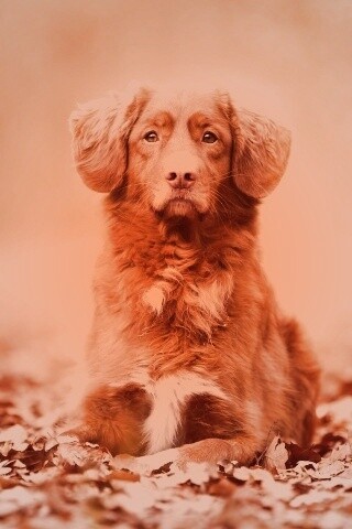 Осенний пес обои