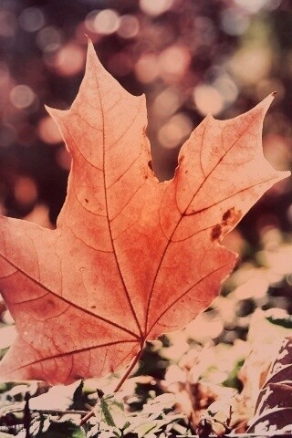 Желтый кленовый лист обои