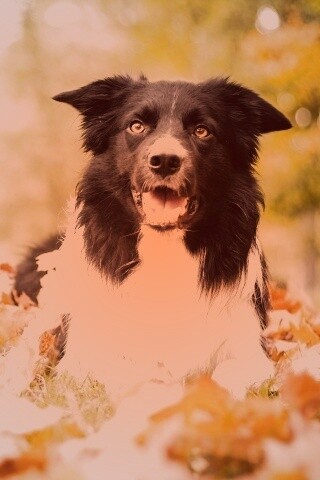 Пес среди листвы обои