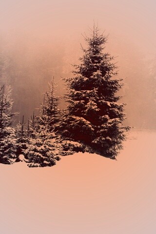 Ёлки в сугробах обои