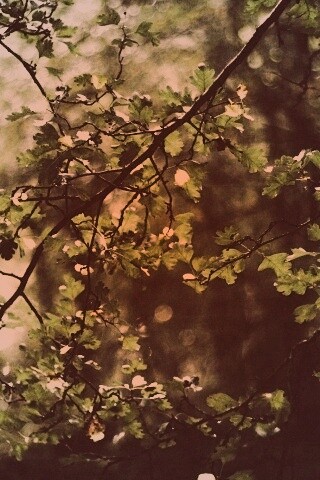 Дубовая зеленая листва обои