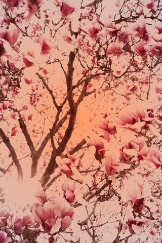 Магнолия обои