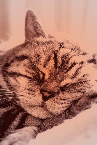 Спящий кошак обои