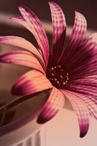 Сиреневый цветок в стакане обои