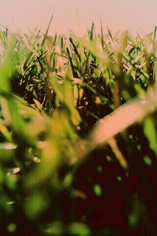 Трава обои