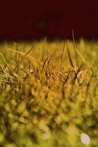 Трава обои