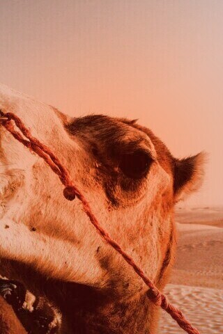 Верблюд обои