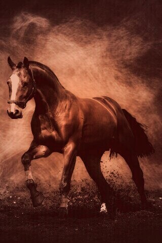 Лошадь обои