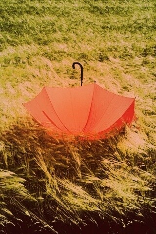 Зонт на траве обои