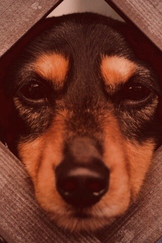 Мордочка в заборе обои