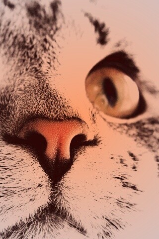 Кошачья мордочка обои