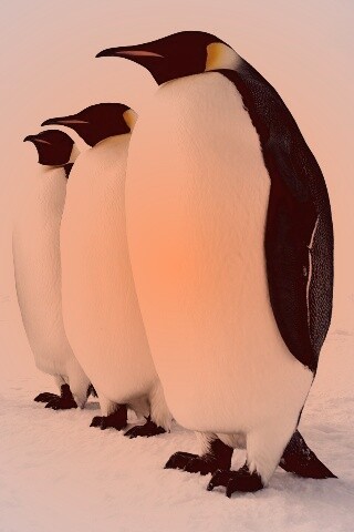 Слет пингвинов обои