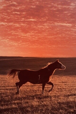 Мустанг обои