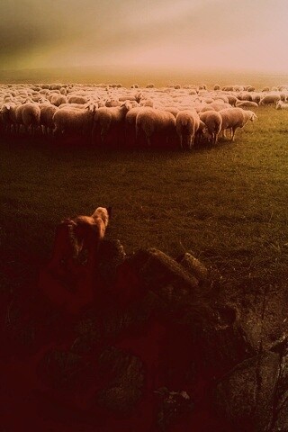 Волк и овцы обои