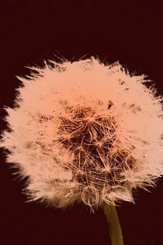 Одуванчик обои