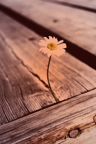 Жизнь среди смерти обои