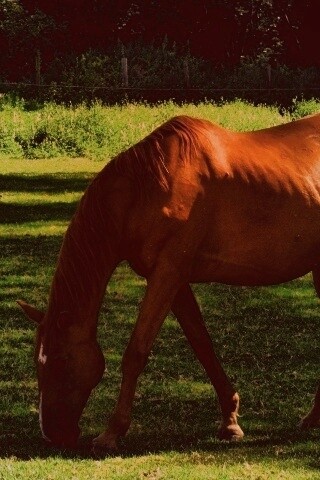 Лошади обои