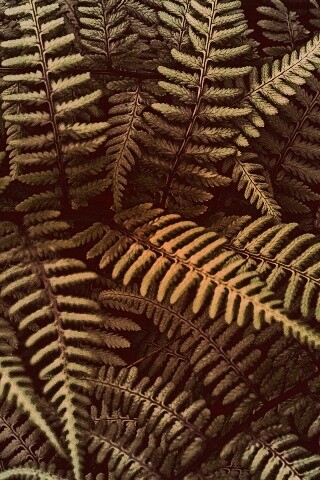 Папоротник обои