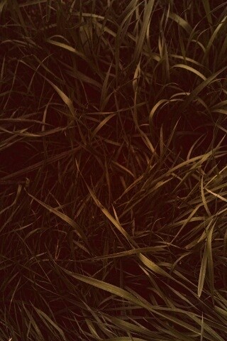 Зеленая трава обои