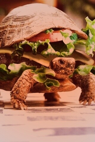 Черепахбургер обои