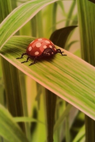 Милая божья коровка робот обои