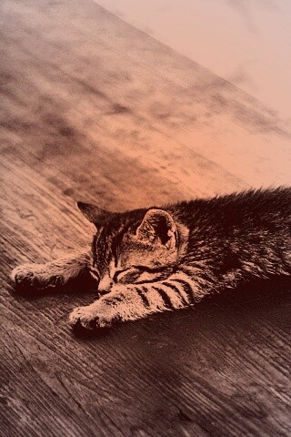 Растянувшийся кошара обои