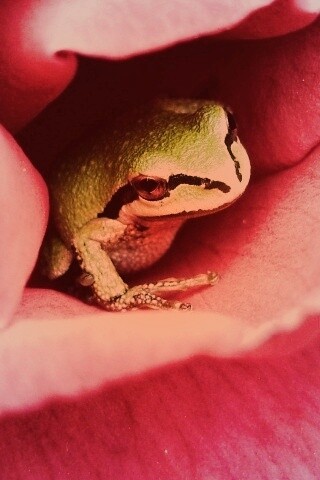 Куда это ты смотришь? обои