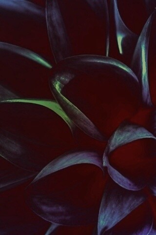 Лепестки обои