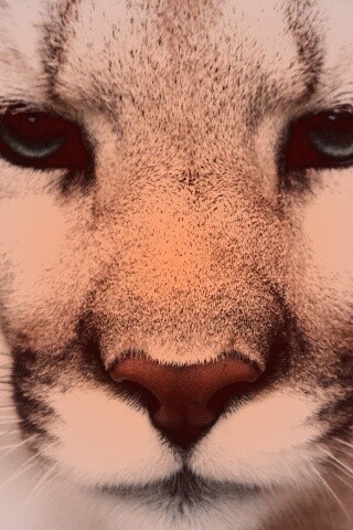 Взгляд большой кошки обои