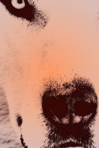 Сибирский хаски обои